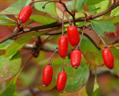 Japanese barberry,Thunbergs barberry ,red barberry
